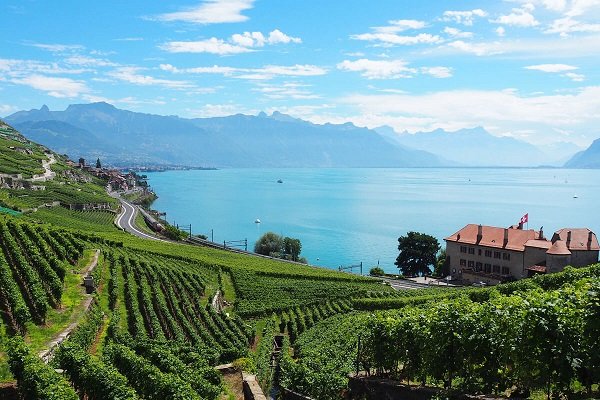 Vườn nho Lavaux Vườn nho Lavaux